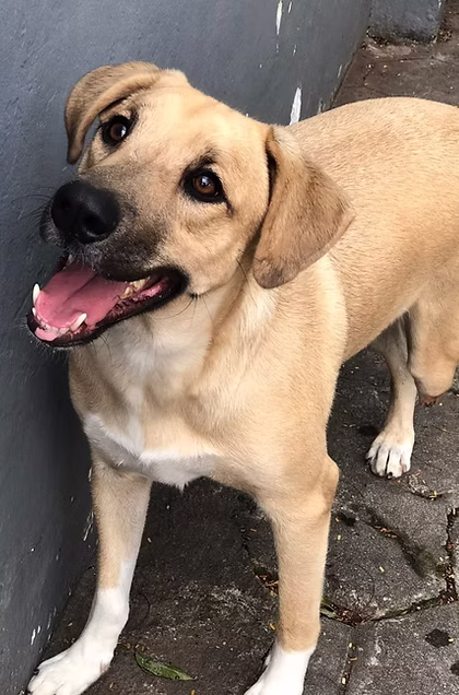 Maria-cachorroparaadocao-